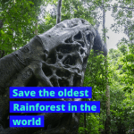 Save the oldest rainforest in the world