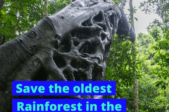 Save the oldest rainforest in the world